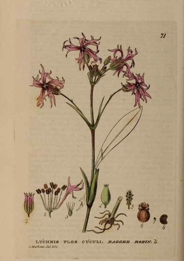 Reproducción/Reproduction 28897196042: British phaenogamous botany,. Oxford,Published by the author, sold by J.H. Parker [etc.]1834-43.