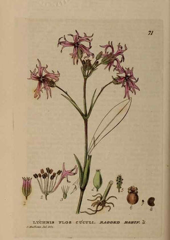 Reproducción/Reproduction 28897196042: British phaenogamous botany,. Oxford,Published by the author, sold by J.H. Parker [etc.]1834-43.