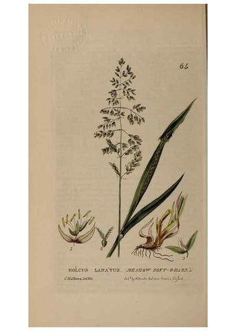 Reproducción/Reproduction 28897169802: British phaenogamous botany,. Oxford,Published by the author, sold by J.H. Parker [etc.]1834-43.