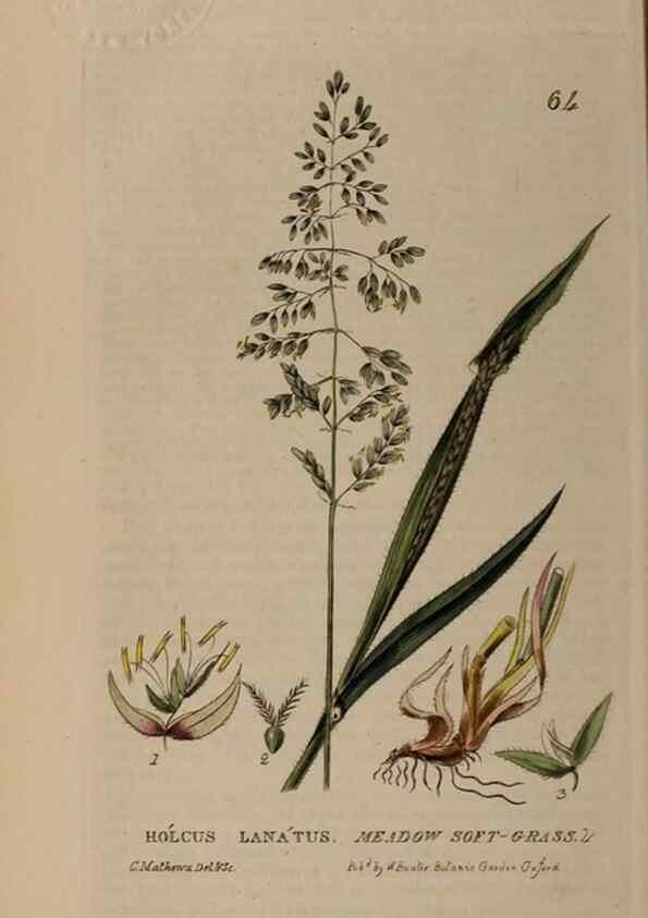 Reproducción/Reproduction 28897169802: British phaenogamous botany,. Oxford,Published by the author, sold by J.H. Parker [etc.]1834-43.