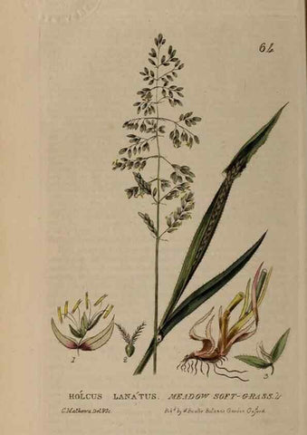 Reproducción/Reproduction 28897169802: British phaenogamous botany,. Oxford,Published by the author, sold by J.H. Parker [etc.]1834-43.