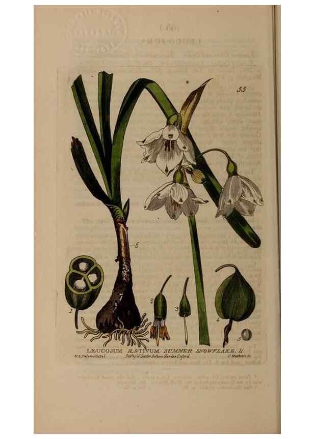 Reproducción/Reproduction 28925985591: British phaenogamous botany,. Oxford,Published by the author, sold by J.H. Parker [etc.]1834-43.