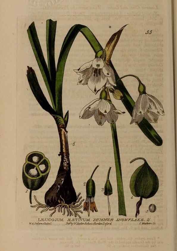 Reproducción/Reproduction 28925985591: British phaenogamous botany,. Oxford,Published by the author, sold by J.H. Parker [etc.]1834-43.