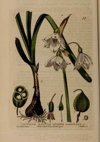 Reproducción/Reproduction 28925985591: British phaenogamous botany,. Oxford,Published by the author, sold by J.H. Parker [etc.]1834-43.