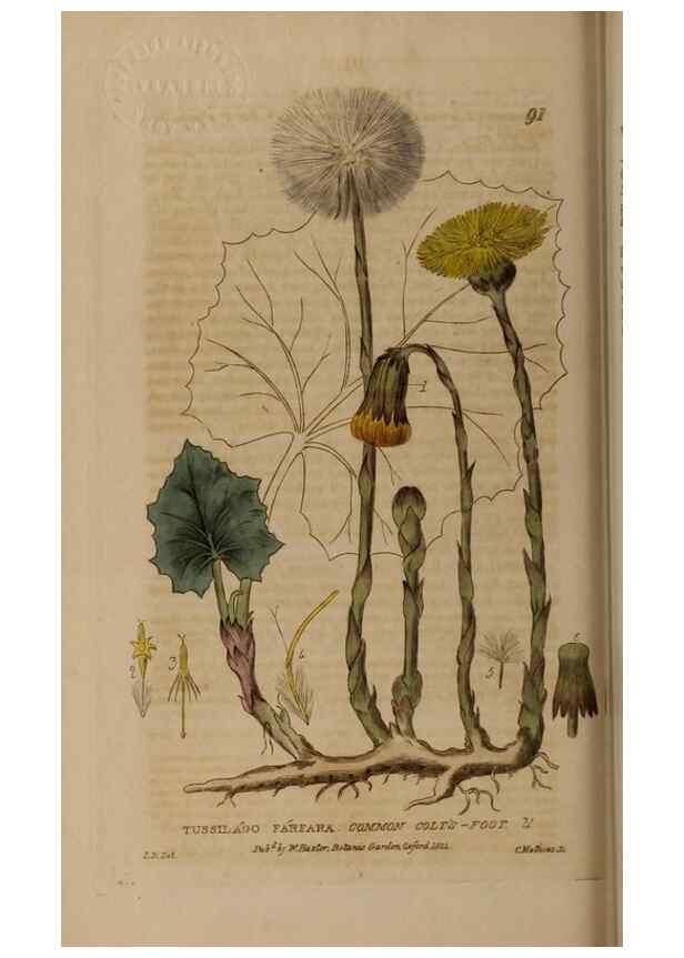 Reproducción/Reproduction 28404041973: British phaenogamous botany,. Oxford,Published by the author, sold by J.H. Parker [etc.]1834-43.