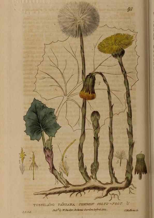 Reproducción/Reproduction 28404041973: British phaenogamous botany,. Oxford,Published by the author, sold by J.H. Parker [etc.]1834-43.