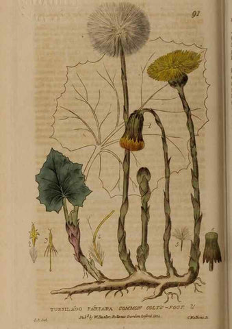 Reproducción/Reproduction 28404041973: British phaenogamous botany,. Oxford,Published by the author, sold by J.H. Parker [etc.]1834-43.