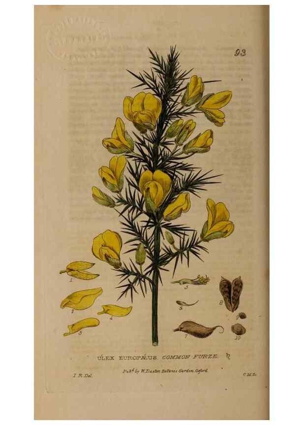 Reproducción/Reproduction 28735170720: British phaenogamous botany,. Oxford,Published by the author, sold by J.H. Parker [etc.]1834-43.