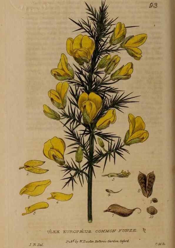 Reproducción/Reproduction 28735170720: British phaenogamous botany,. Oxford,Published by the author, sold by J.H. Parker [etc.]1834-43.