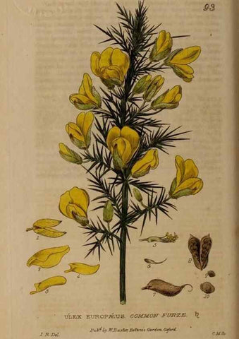 Reproducción/Reproduction 28735170720: British phaenogamous botany,. Oxford,Published by the author, sold by J.H. Parker [etc.]1834-43.