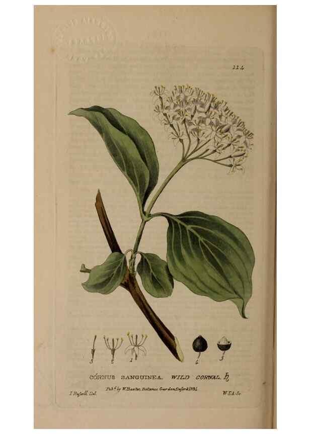 Reproducción/Reproduction 28988606806: British phaenogamous botany,. Oxford,Published by the author, sold by J.H. Parker [etc.]1834-43.