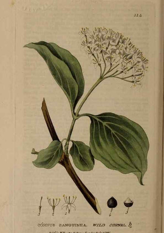 Reproducción/Reproduction 28988606806: British phaenogamous botany,. Oxford,Published by the author, sold by J.H. Parker [etc.]1834-43.