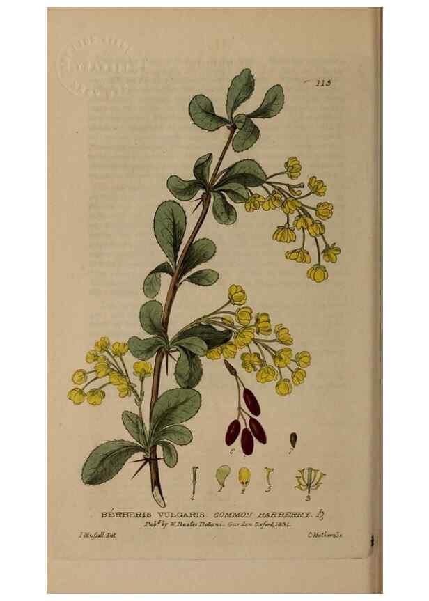 Reproducción/Reproduction 28401037184: British phaenogamous botany,. Oxford,Published by the author, sold by J.H. Parker [etc.]1834-43.