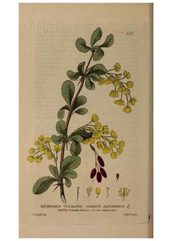 Reproducción/Reproduction 28401037184: British phaenogamous botany,. Oxford,Published by the author, sold by J.H. Parker [etc.]1834-43.