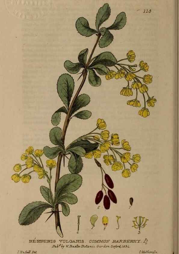 Reproducción/Reproduction 28401037184: British phaenogamous botany,. Oxford,Published by the author, sold by J.H. Parker [etc.]1834-43.