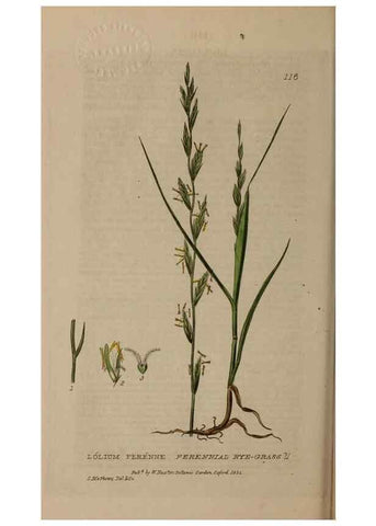 Reproducción/Reproduction 28945446571: British phaenogamous botany,. Oxford,Published by the author, sold by J.H. Parker [etc.]1834-43.