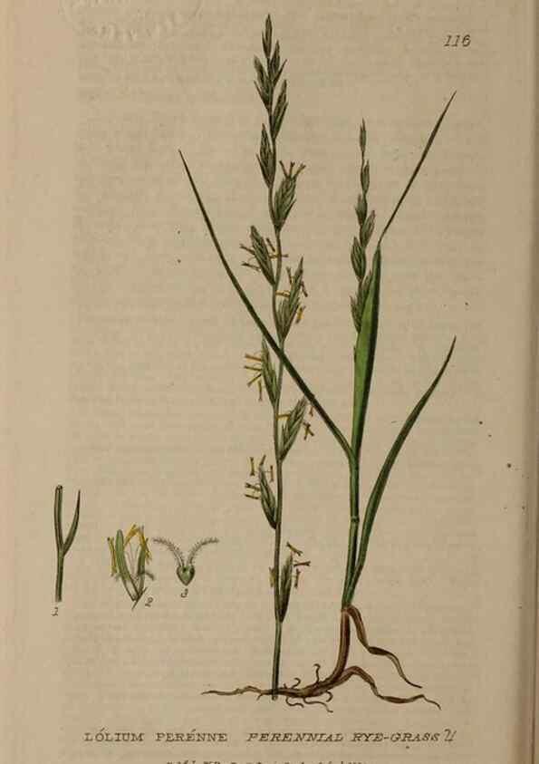 Reproducción/Reproduction 28945446571: British phaenogamous botany,. Oxford,Published by the author, sold by J.H. Parker [etc.]1834-43.