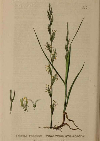 Reproducción/Reproduction 28945446571: British phaenogamous botany,. Oxford,Published by the author, sold by J.H. Parker [etc.]1834-43.