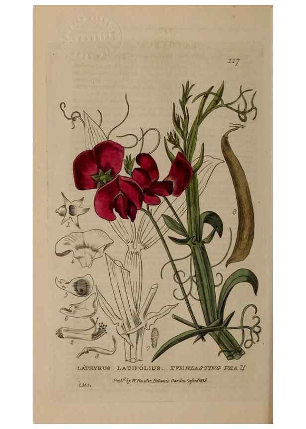 Reproducción/Reproduction 28916321852: British phaenogamous botany,. Oxford,Published by the author, sold by J.H. Parker [etc.]1834-43.