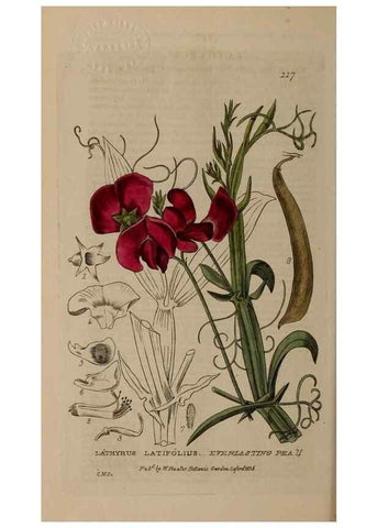 Reproducción/Reproduction 28916321852: British phaenogamous botany,. Oxford,Published by the author, sold by J.H. Parker [etc.]1834-43.
