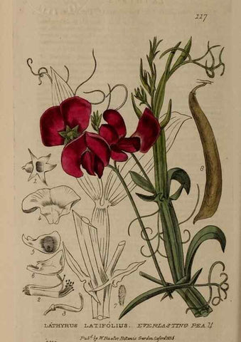 Reproducción/Reproduction 28916321852: British phaenogamous botany,. Oxford,Published by the author, sold by J.H. Parker [etc.]1834-43.
