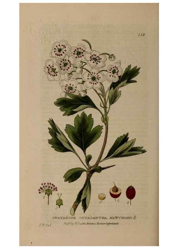 Reproducción/Reproduction 28945452531: British phaenogamous botany,. Oxford,Published by the author, sold by J.H. Parker [etc.]1834-43.