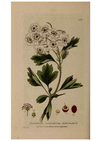Reproducción/Reproduction 28945452531: British phaenogamous botany,. Oxford,Published by the author, sold by J.H. Parker [etc.]1834-43.