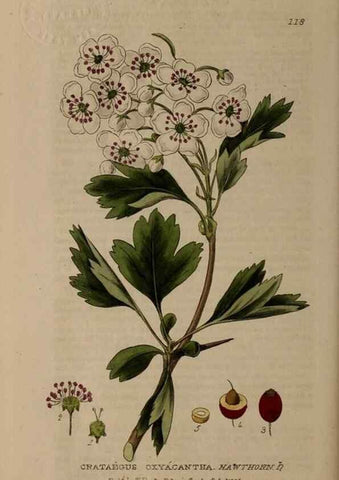 Reproducción/Reproduction 28945452531: British phaenogamous botany,. Oxford,Published by the author, sold by J.H. Parker [etc.]1834-43.