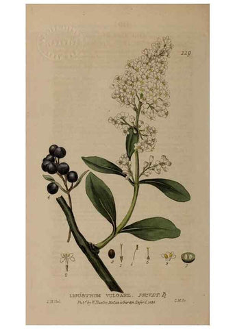 Reproducción/Reproduction 28988618766: British phaenogamous botany,. Oxford,Published by the author, sold by J.H. Parker [etc.]1834-43.