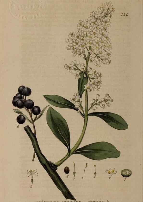 Reproducción/Reproduction 28988618766: British phaenogamous botany,. Oxford,Published by the author, sold by J.H. Parker [etc.]1834-43.