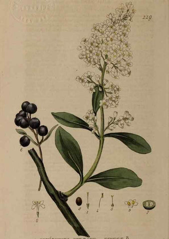 Reproducción/Reproduction 28988618766: British phaenogamous botany,. Oxford,Published by the author, sold by J.H. Parker [etc.]1834-43.