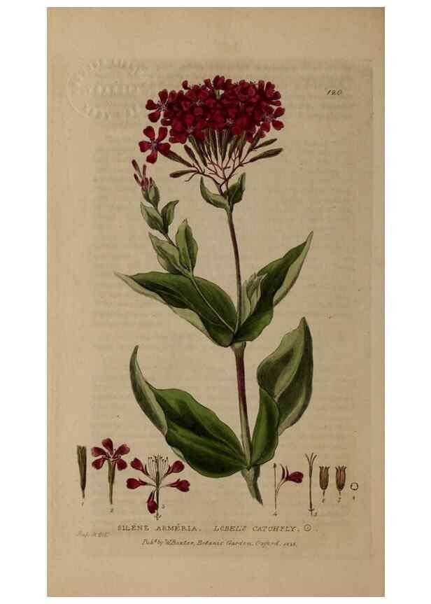 Reproducción/Reproduction 28404105163: British phaenogamous botany,. Oxford,Published by the author, sold by J.H. Parker [etc.]1834-43.