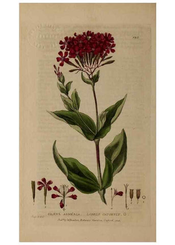 Reproducción/Reproduction 28404105163: British phaenogamous botany,. Oxford,Published by the author, sold by J.H. Parker [etc.]1834-43.