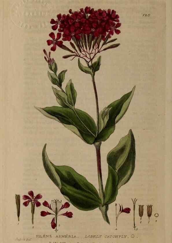 Reproducción/Reproduction 28404105163: British phaenogamous botany,. Oxford,Published by the author, sold by J.H. Parker [etc.]1834-43.