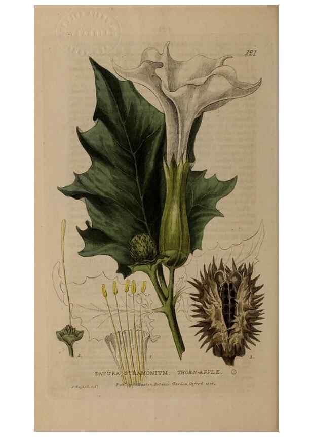 Reproducción/Reproduction 28401054924: British phaenogamous botany,. Oxford,Published by the author, sold by J.H. Parker [etc.]1834-43.