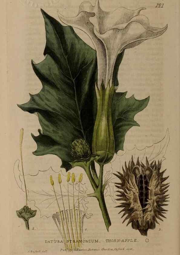 Reproducción/Reproduction 28401054924: British phaenogamous botany,. Oxford,Published by the author, sold by J.H. Parker [etc.]1834-43.
