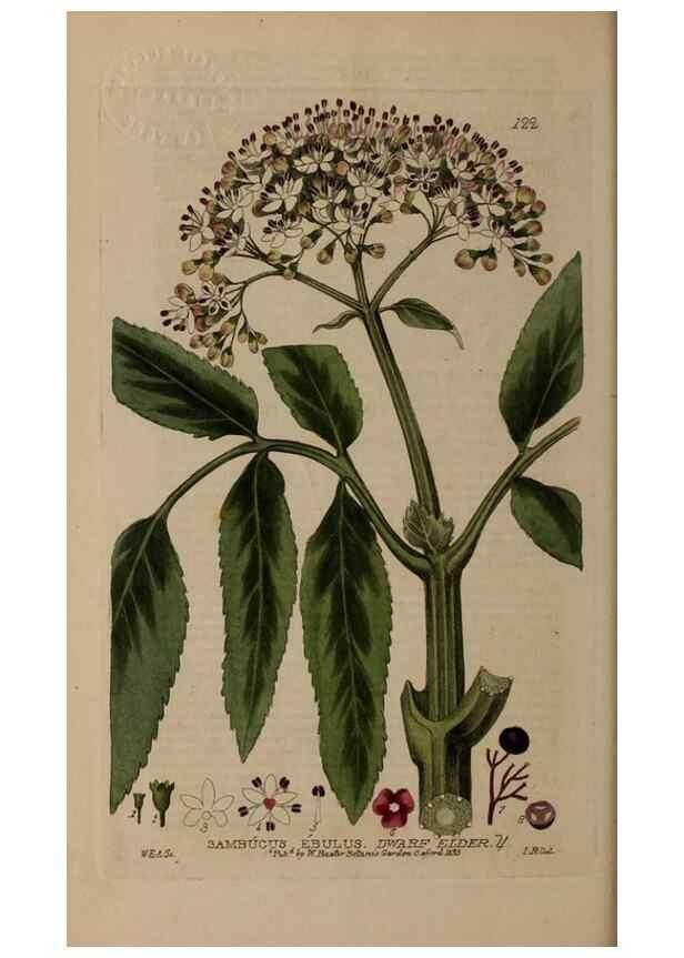 Reproducción/Reproduction 28988624176: British phaenogamous botany,. Oxford,Published by the author, sold by J.H. Parker [etc.]1834-43.