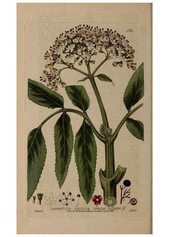 Reproducción/Reproduction 28988624176: British phaenogamous botany,. Oxford,Published by the author, sold by J.H. Parker [etc.]1834-43.