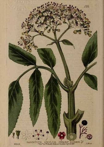 Reproducción/Reproduction 28988624176: British phaenogamous botany,. Oxford,Published by the author, sold by J.H. Parker [etc.]1834-43.