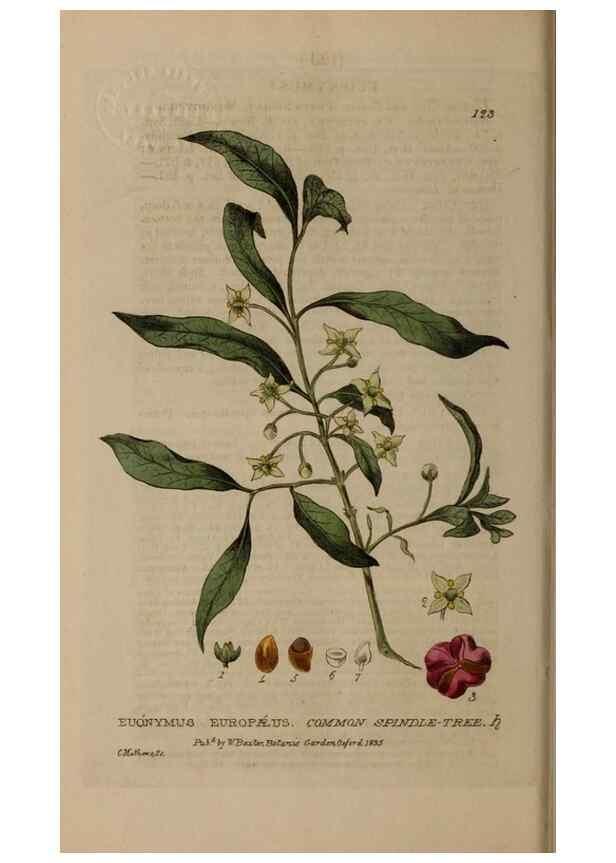 Reproducción/Reproduction 28404112463: British phaenogamous botany,. Oxford,Published by the author, sold by J.H. Parker [etc.]1834-43.