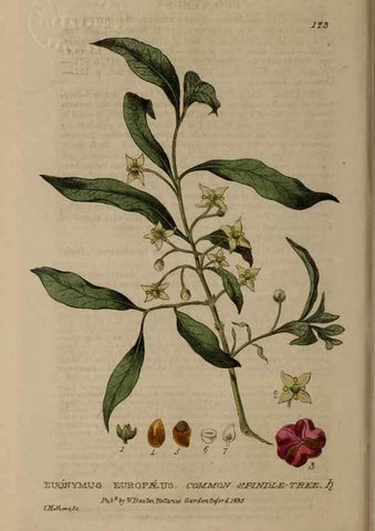 Reproducción/Reproduction 28404112463: British phaenogamous botany,. Oxford,Published by the author, sold by J.H. Parker [etc.]1834-43.