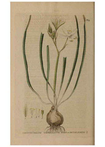 Reproducción/Reproduction 28945466461: British phaenogamous botany,. Oxford,Published by the author, sold by J.H. Parker [etc.]1834-43.
