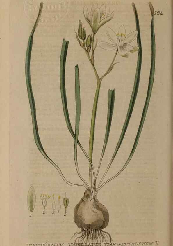 Reproducción/Reproduction 28945466461: British phaenogamous botany,. Oxford,Published by the author, sold by J.H. Parker [etc.]1834-43.
