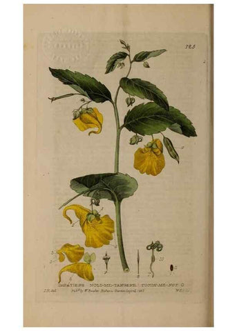 Reproducción/Reproduction 28988634256: British phaenogamous botany,. Oxford,Published by the author, sold by J.H. Parker [etc.]1834-43.