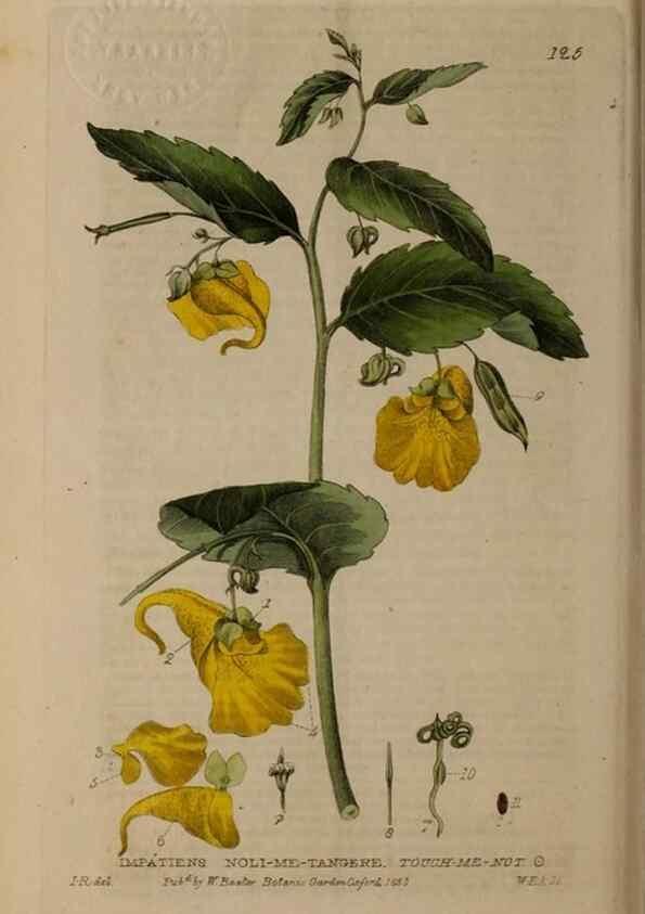 Reproducción/Reproduction 28988634256: British phaenogamous botany,. Oxford,Published by the author, sold by J.H. Parker [etc.]1834-43.