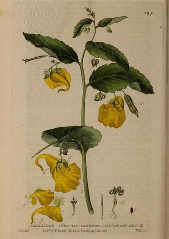 Reproducción/Reproduction 28988634256: British phaenogamous botany,. Oxford,Published by the author, sold by J.H. Parker [etc.]1834-43.