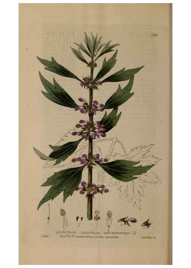 Reproducción/Reproduction 28404124343: British phaenogamous botany,. Oxford,Published by the author, sold by J.H. Parker [etc.]1834-43.