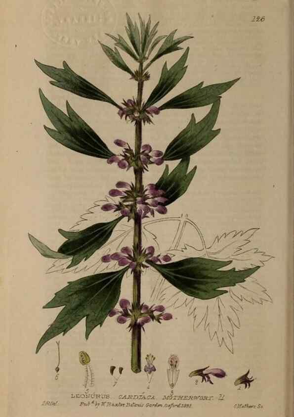 Reproducción/Reproduction 28404124343: British phaenogamous botany,. Oxford,Published by the author, sold by J.H. Parker [etc.]1834-43.