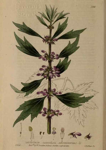 Reproducción/Reproduction 28404124343: British phaenogamous botany,. Oxford,Published by the author, sold by J.H. Parker [etc.]1834-43.
