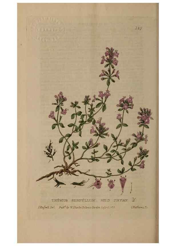 Reproducción/Reproduction 28404127753: British phaenogamous botany,. Oxford,Published by the author, sold by J.H. Parker [etc.]1834-43.
